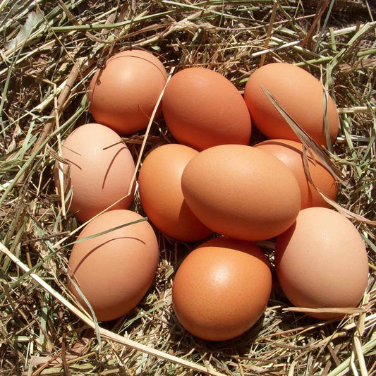 Eggs, 1 Dozen Large